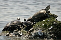 Malaclemys terrapin terrapin