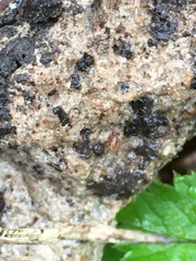 Ixodidae