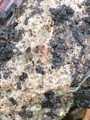 Ixodidae