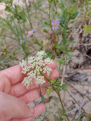 Dasispermum suffruticosum