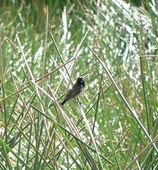 Spermestes cucullata