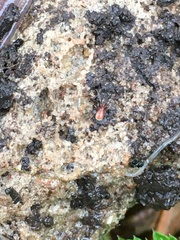 Ixodidae