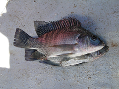 Oreochromis niloticus image