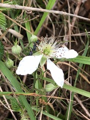 Rubus fruticosus