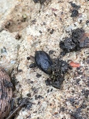 Arion hortensis