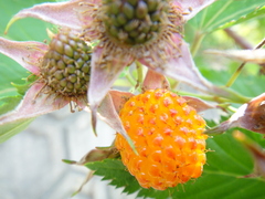 Rubus corchorifolius
