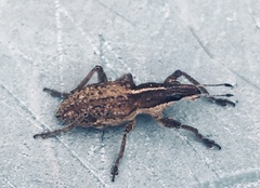 Charagmus gressorius