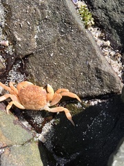 Cyclograpsus punctatus