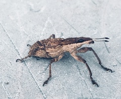 Charagmus gressorius