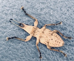 Charagmus gressorius