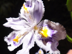 Iris japonica