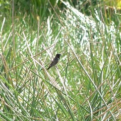 Spermestes cucullata