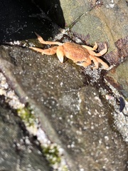 Cyclograpsus punctatus