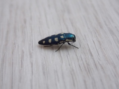 Buprestis octoguttata