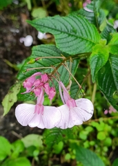 Impatiens maculata