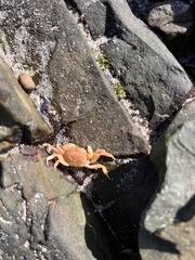 Cyclograpsus punctatus