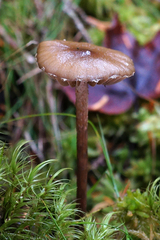 Phaeonematoloma myosotis