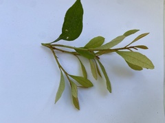 Lyonia ferruginea