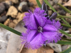 Thysanotus multiflorus