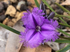 Thysanotus multiflorus