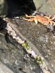 Cyclograpsus punctatus