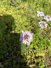 Glandularia berteroi