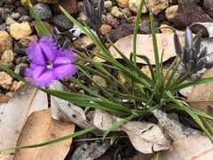 Thysanotus multiflorus
