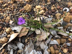 Thysanotus multiflorus