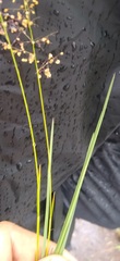 Panicum repens