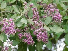 Philenoptera violacea