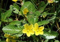 Ludwigia
