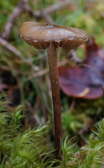 Phaeonematoloma myosotis