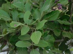 Philenoptera violacea