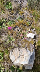 Senecio speciosus
