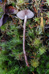 Phaeonematoloma myosotis