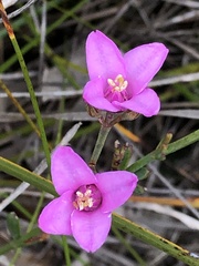 Boronia