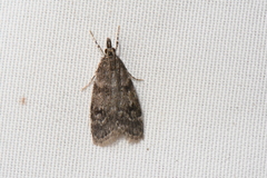 Scoparia penumbralis