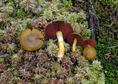 Cortinarius semisanguineus