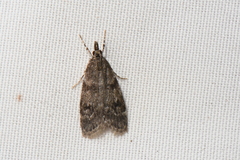 Scoparia penumbralis