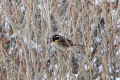 Prunella atrogularis