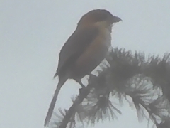 Lanius bucephalus