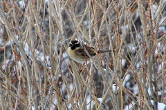 Prunella atrogularis