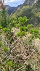 Psoralea floccosa