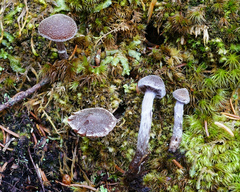 Cortinarius flexipes