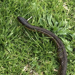 Notechis scutatus occidentalis