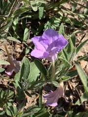 Ruellia humilis