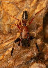 Myrmarachne lesserti