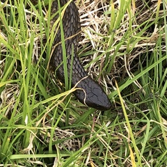 Notechis scutatus occidentalis