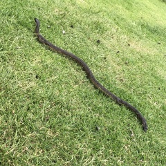 Notechis scutatus occidentalis