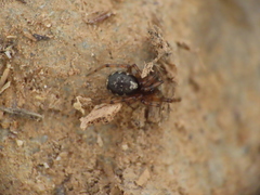 Enoplognatha
